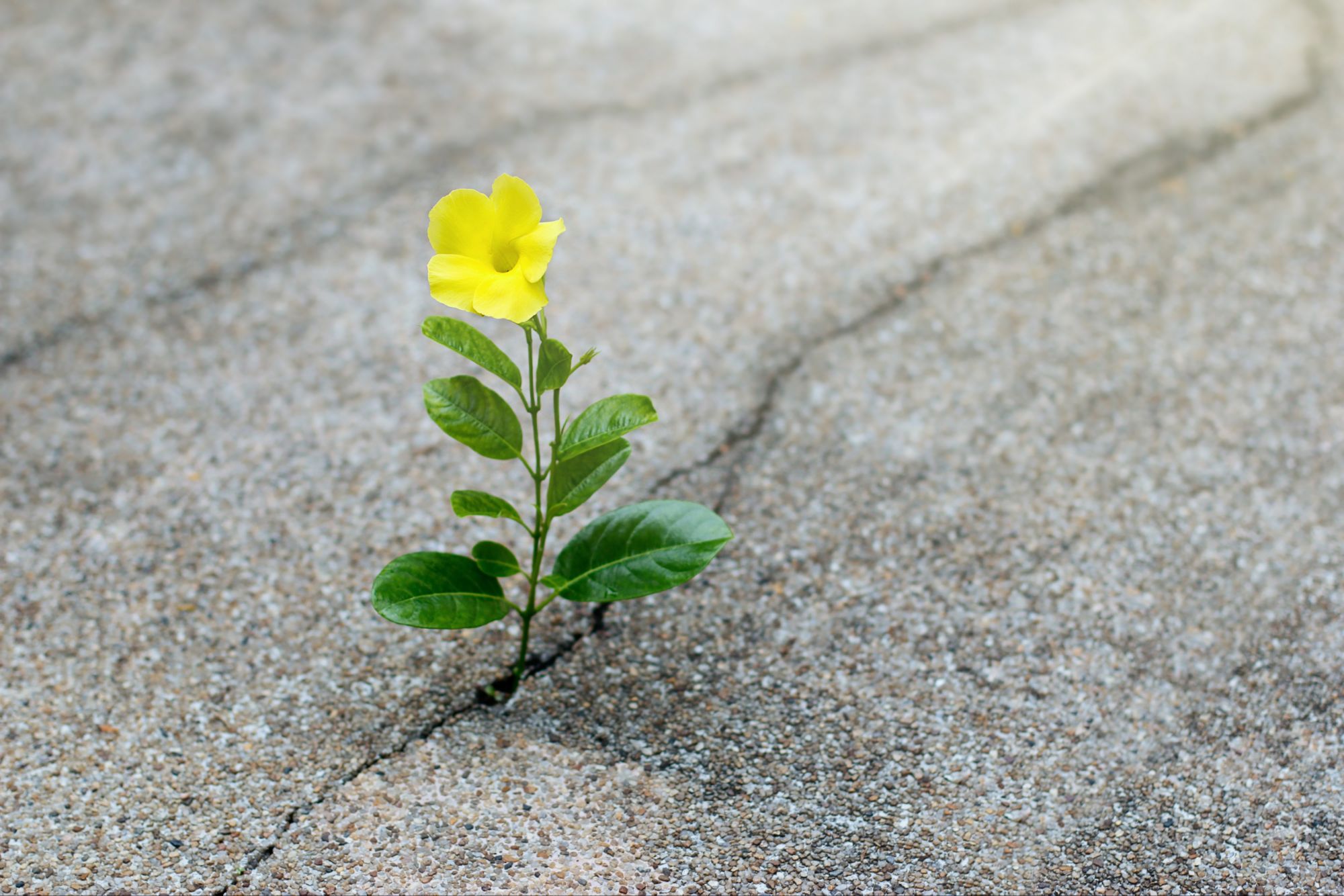 Gratidão transforma tudo em benefício